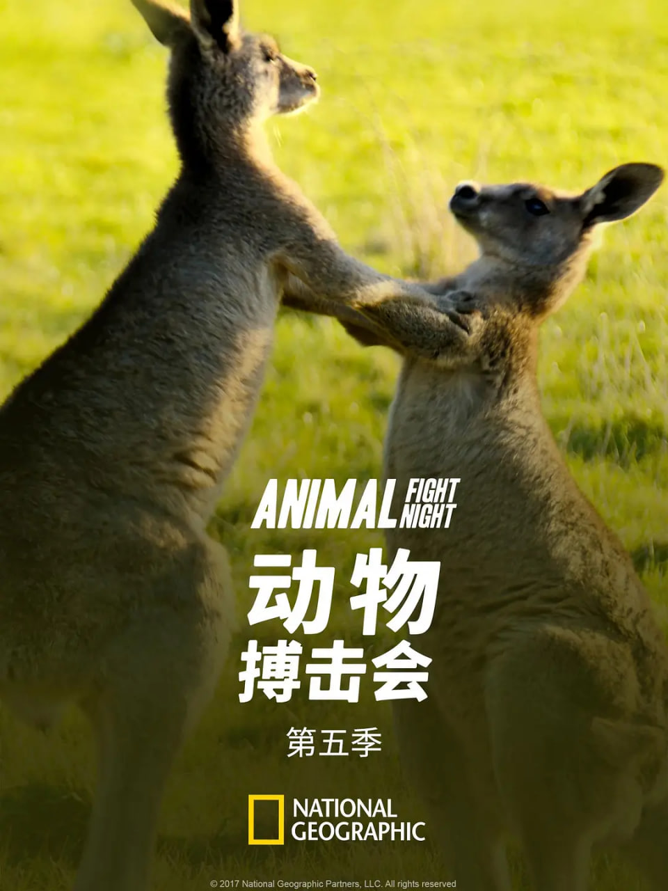动物搏击会 第五季(全集)